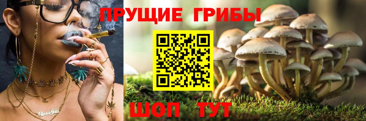 Псилоцибиновые грибы Psilocybe  закладки  Полевской  Вход с VPN 
